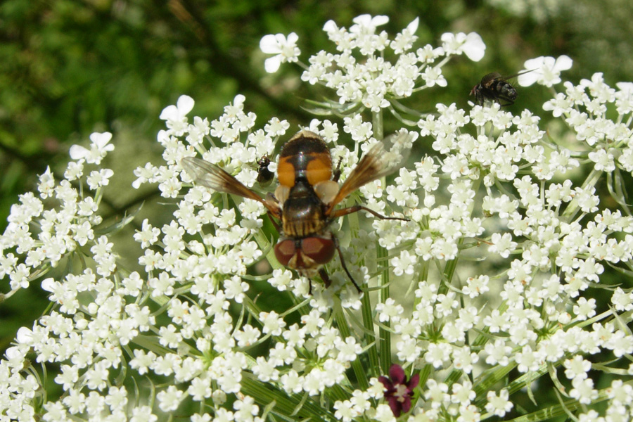 Tachinidae